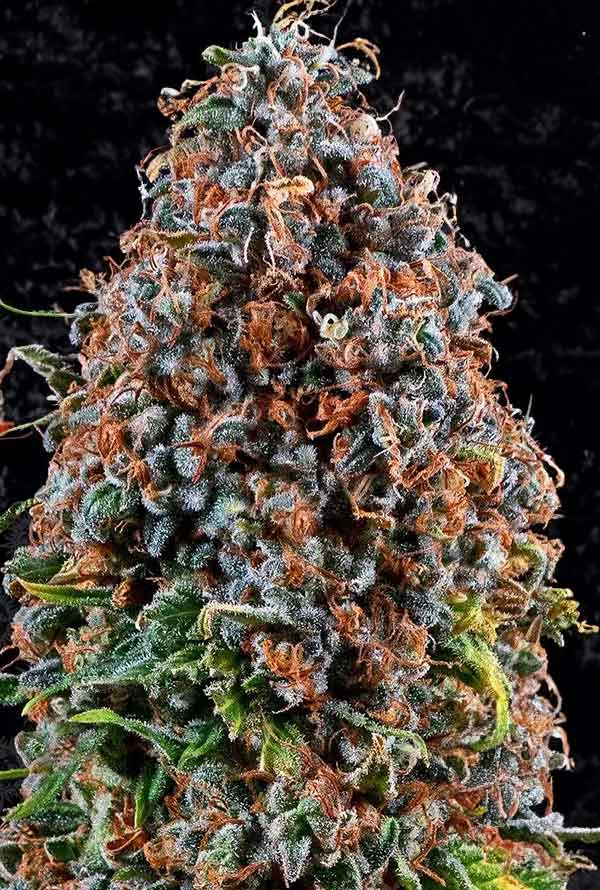 Criticalz-Kush.jpg