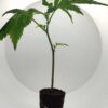 Girl Scout Cookies Steckling