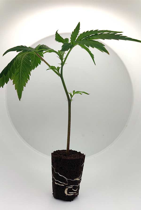 Girl_Scout_cookies