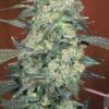 AK-47 25/75