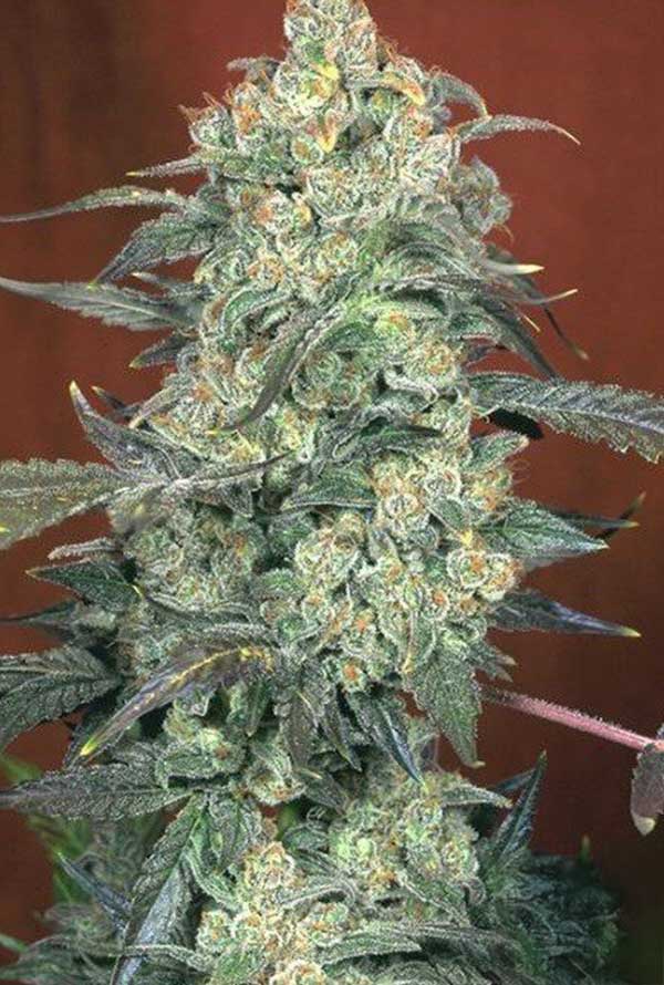 AK-47 25/75