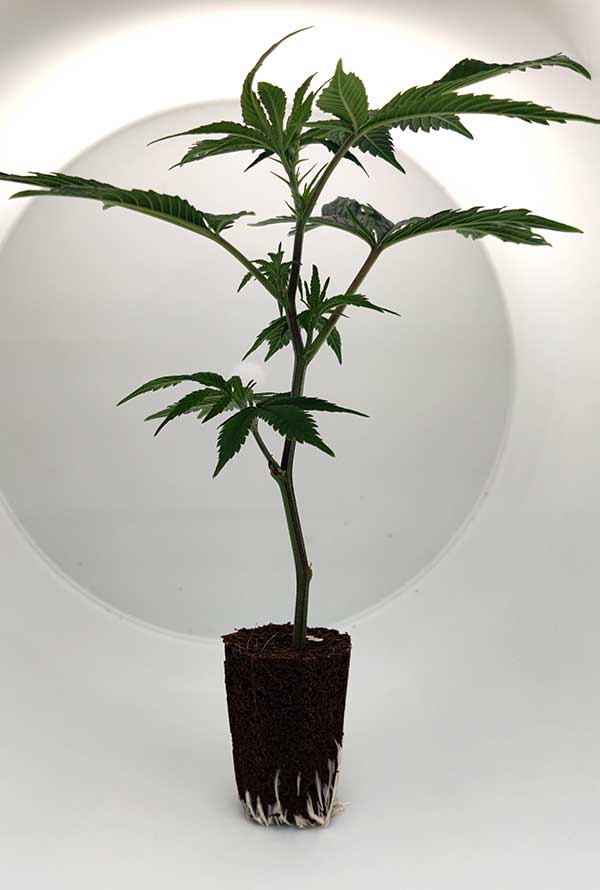 amnesia_1