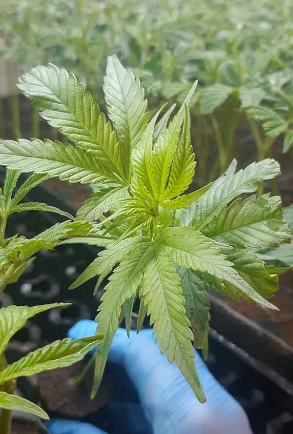 Amnesia
