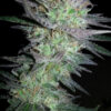 Girl Scout Cookies