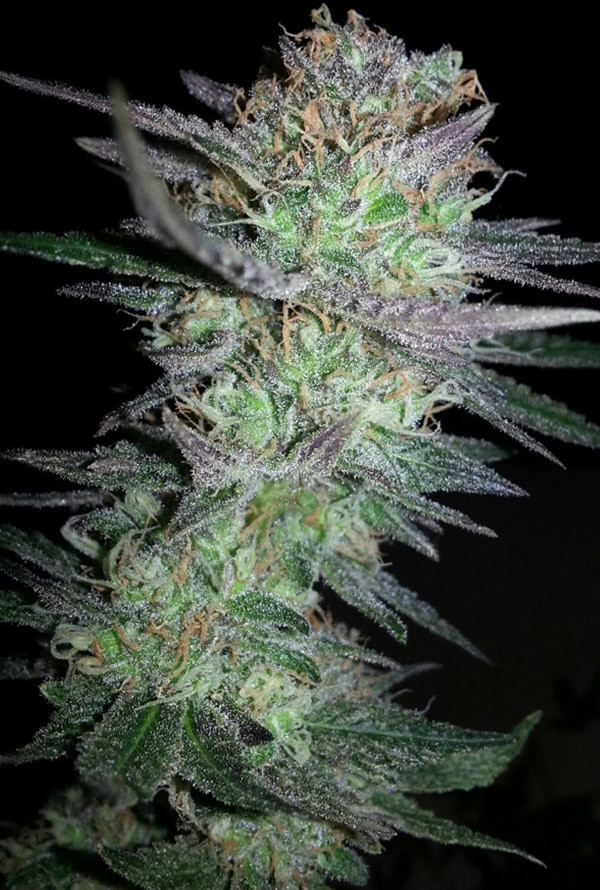 Girl Scout Cookies