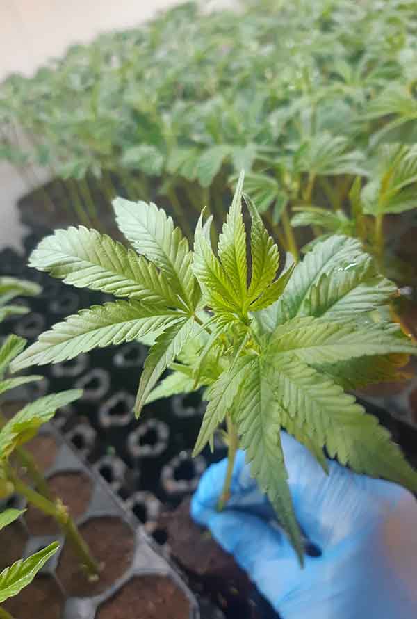 Girl Scout Cookies