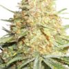 Lemon Zkittle
