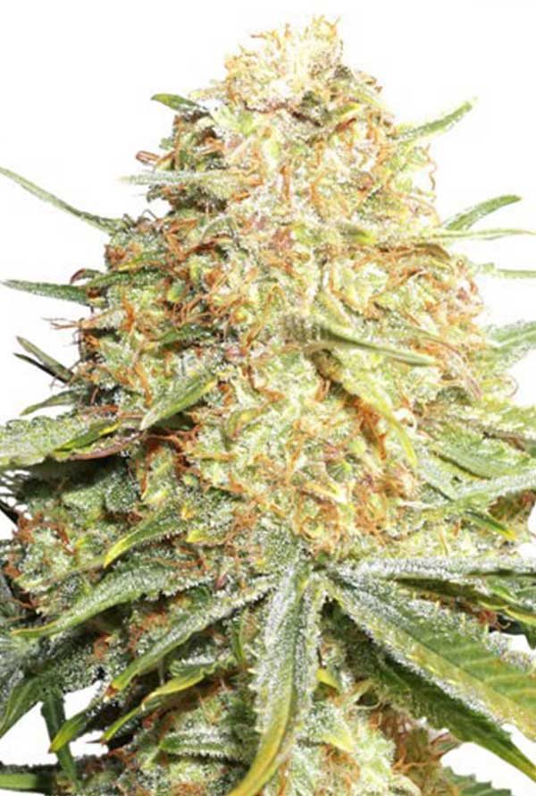 Lemon Zkittle