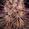 Mimosa x Orange Punch by Barneys Farm
