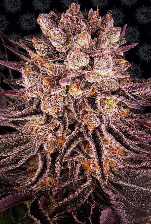Mimosa x Orange Punch by Barneys Farm