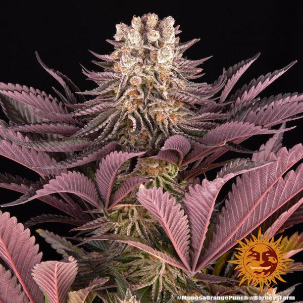 Mimosa x Orange Punch by Barneys Farm