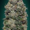 Northern Lights