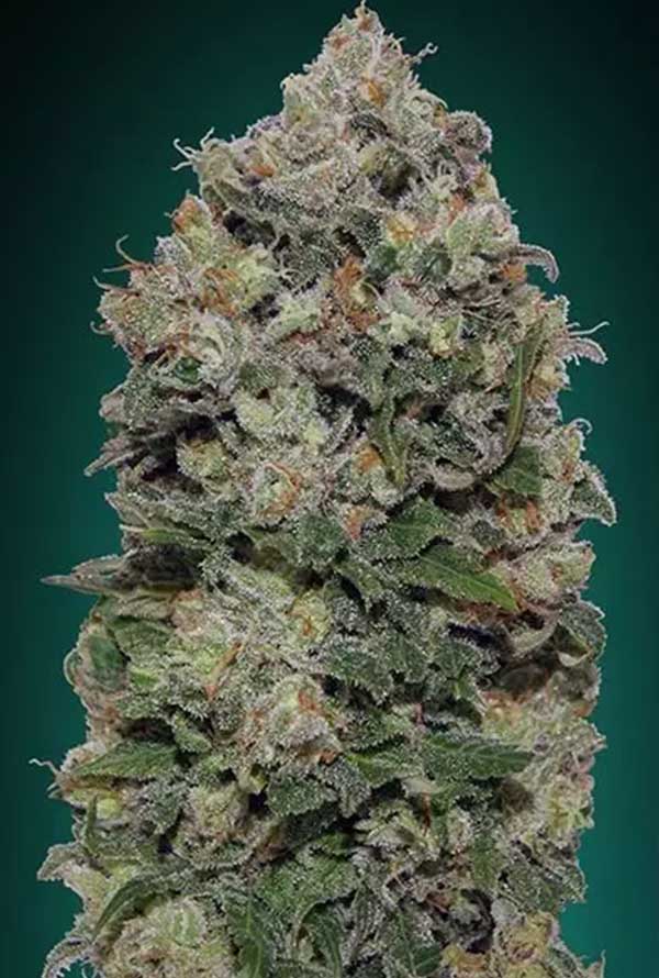 Northern Lights