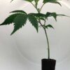OG Kush