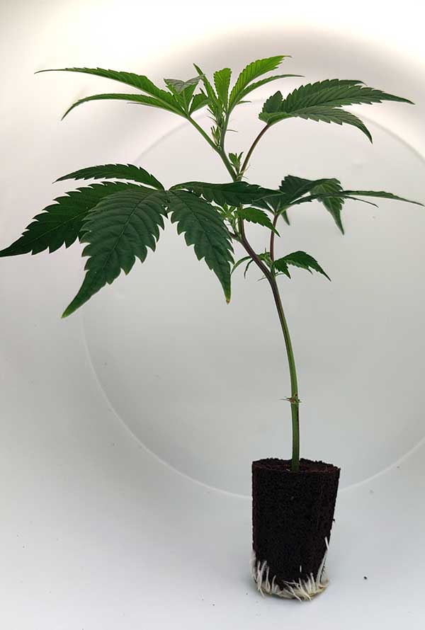 og_kush_3