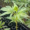 OG Kush