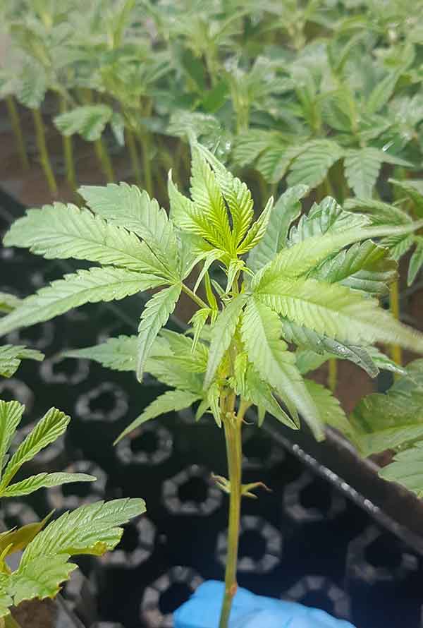 OG Kush