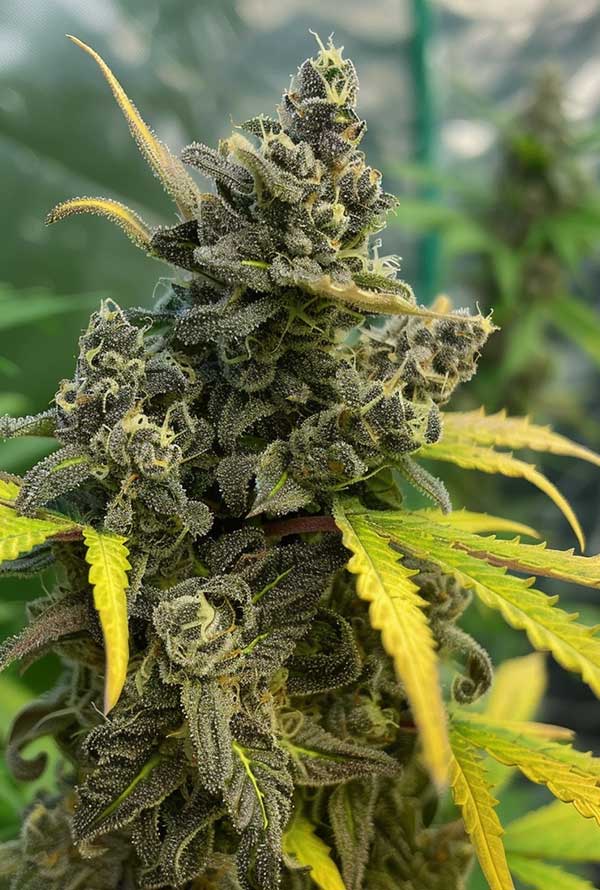 peyote-cookies.jpg