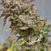 Peyote Cookies