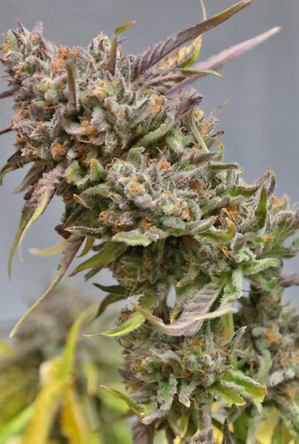 Peyote Cookies