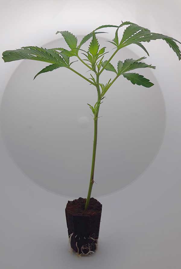 power-plant2