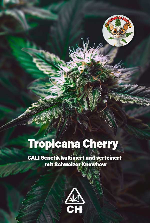 tropicana-cherry.jpg