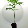 Tropicana Cherry