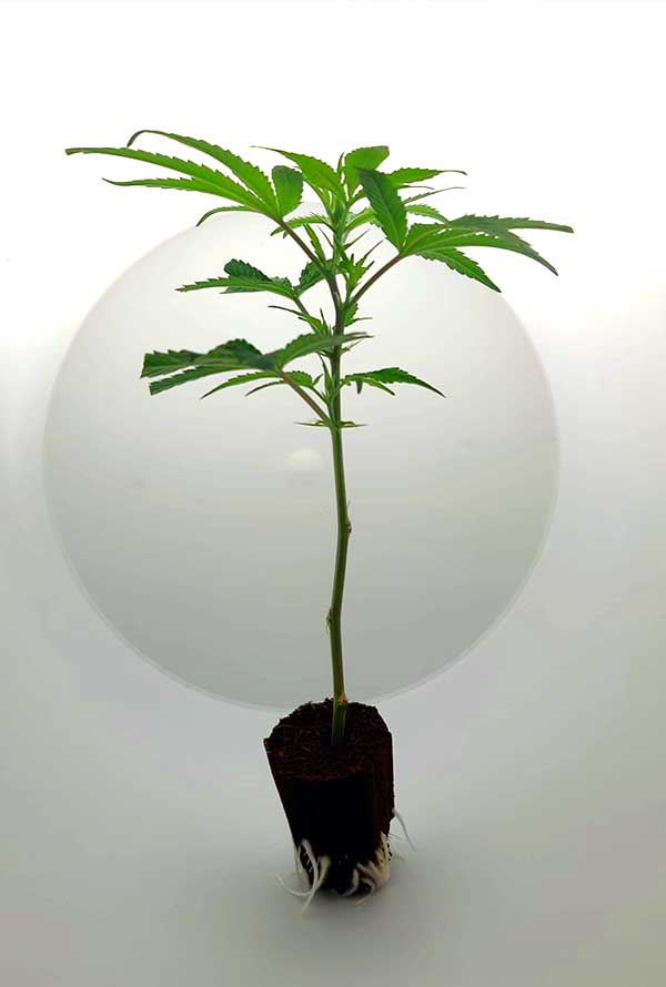 tropicana-cherry_0