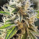 Tropicana Cherry
