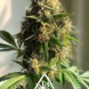 Tropicana Cherry