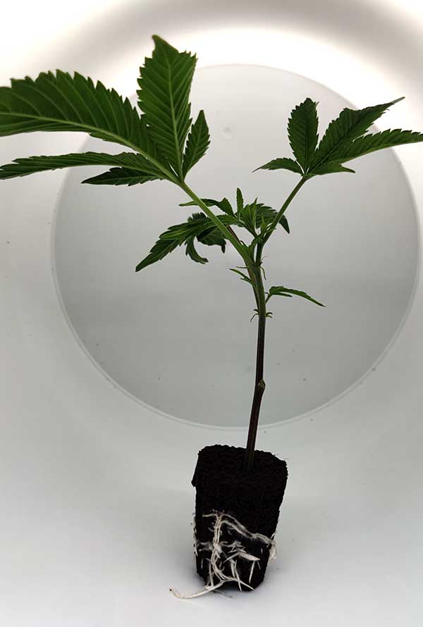 wedding_cake