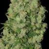 White Russian