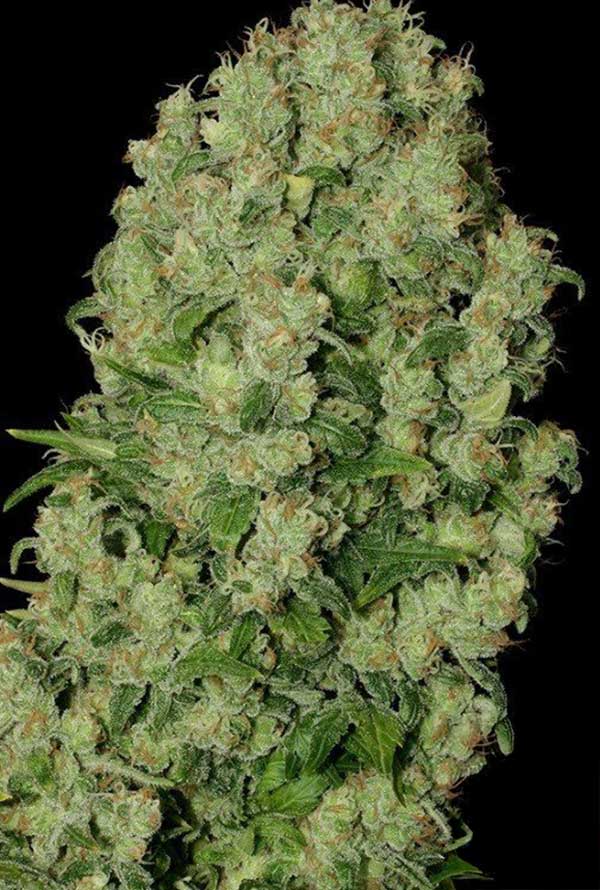 White Russian