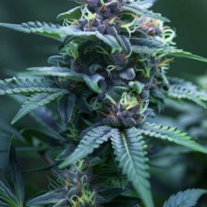 White Widow
