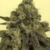 White Widow
