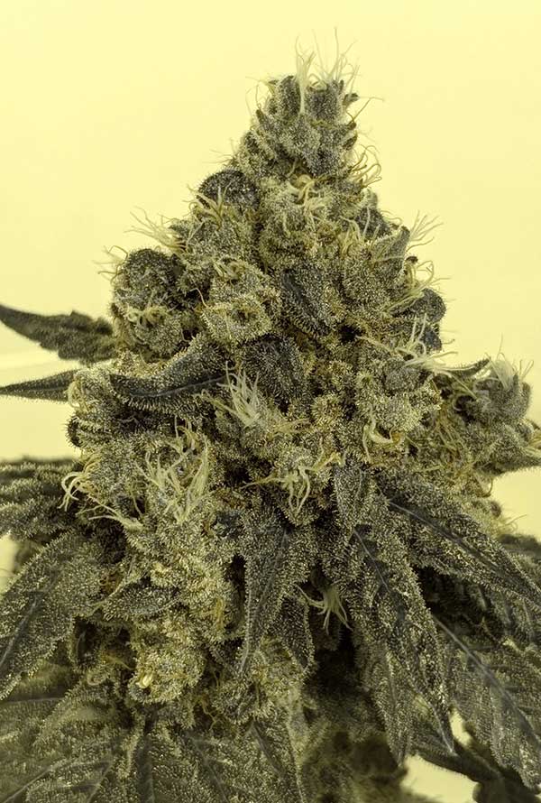 White Widow
