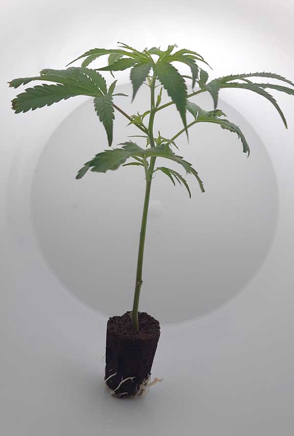 White Widow