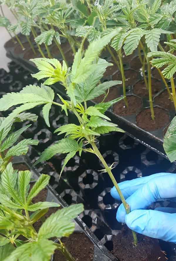 Ztrawberry
